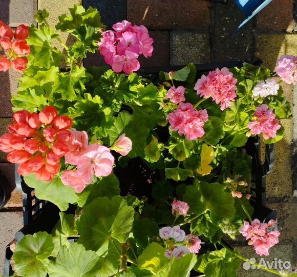 Цветущие комнатные растения