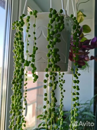 Сенецио Роули и другие ампельные на срез и укор