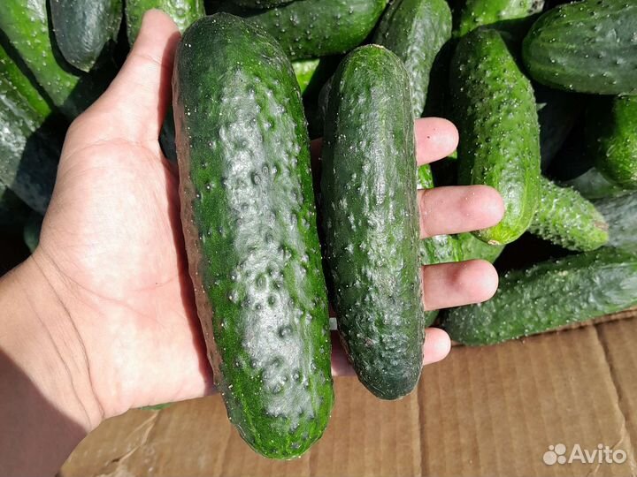 Огурцы свежие оптом