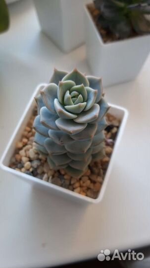 Суккуленты набор