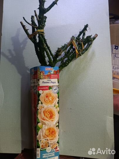 Кустовые розы саженцы