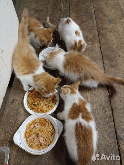 Котята в добрые руки. Возраст не больше 1,5 мес