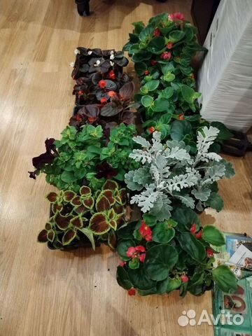 Рассада однолетних цветов купить в Санкт-Петербурге | Товары для дома и ...