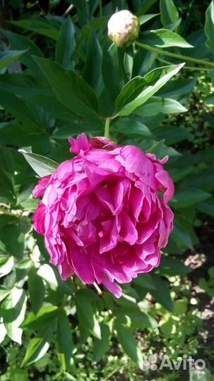 Пионы розовые и красные