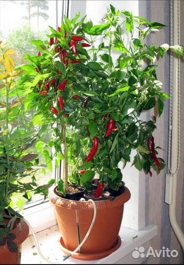 Рассада острого перца