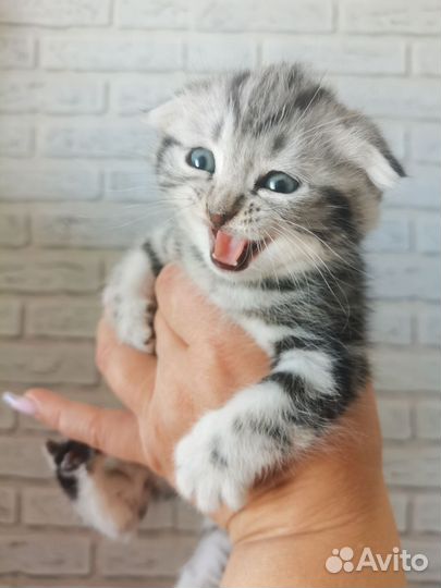 Шотландская