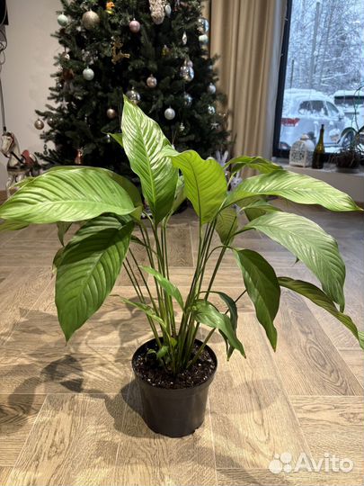 Спатифиллум