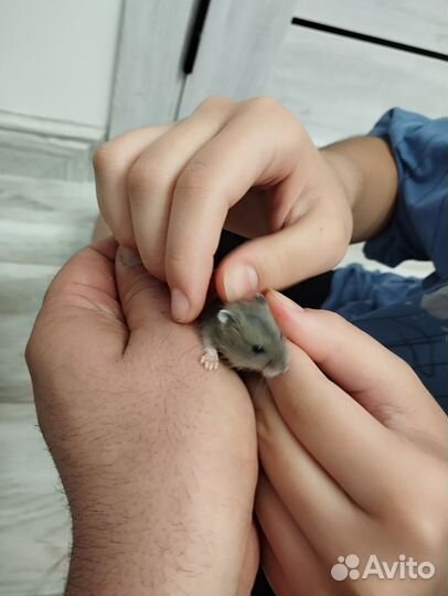 Джунгарский хомяк