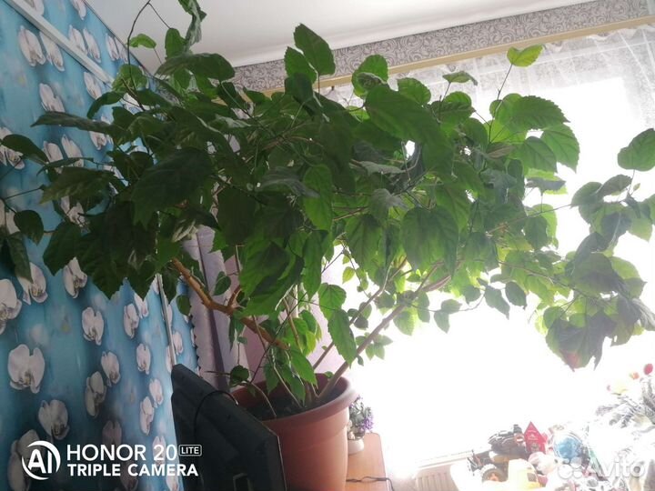 Роза домашняя гибискус
