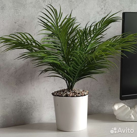 Декоративное растение. Куст пальмы 50 см