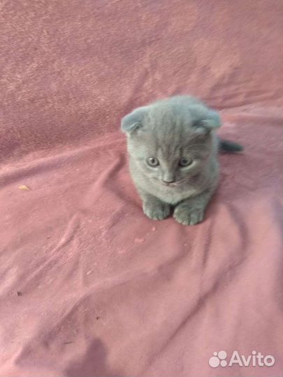 Британский котик