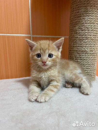 Продаю super котят