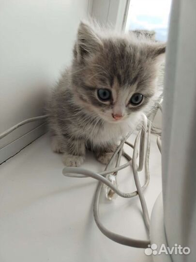 Котята (2 мальчика)в добрые руки