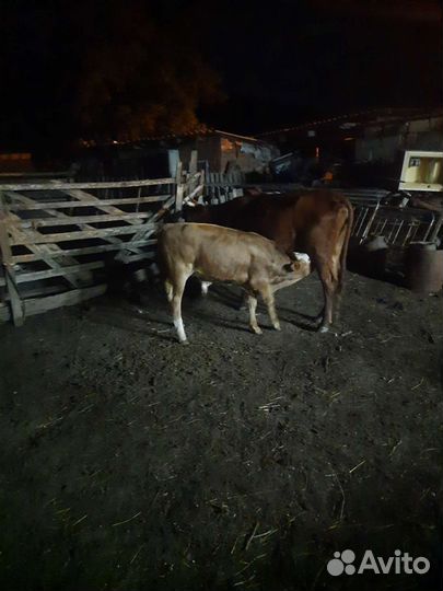 Корова с теленком