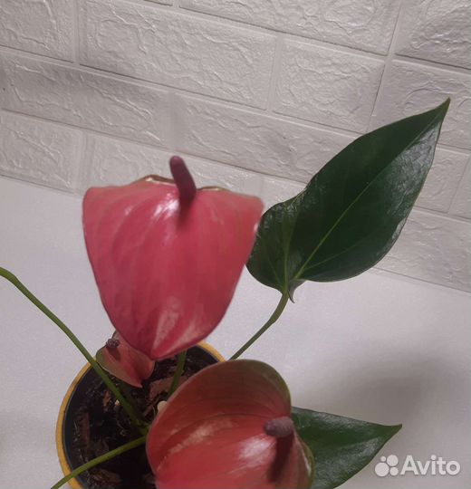 Антуриум Cirano