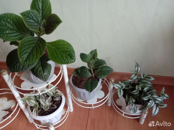 Продаю комнатные цветы