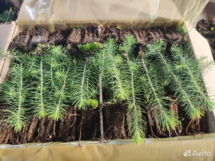 Сеянцы ели окс от производителя
