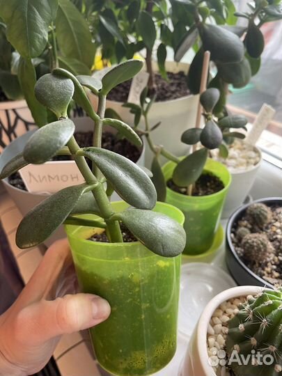 Толстянка комнатные цветы