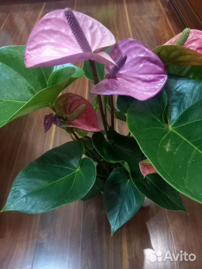 Антуриум Кавалли сортовой, коллекционный