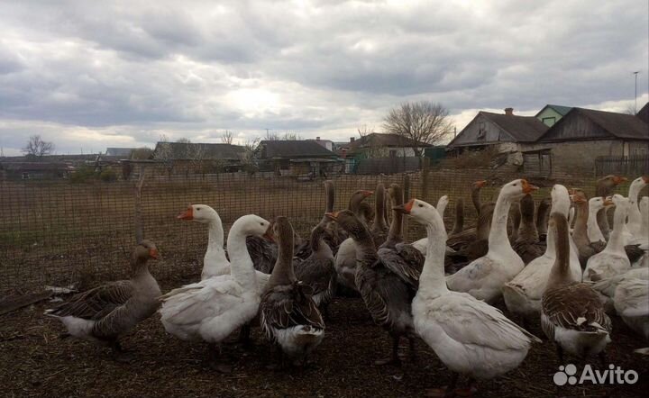 Гусята домашние