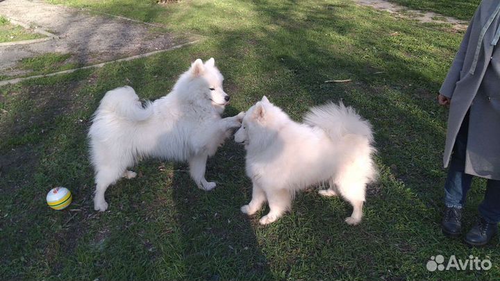 Самоед, кобель для вязки