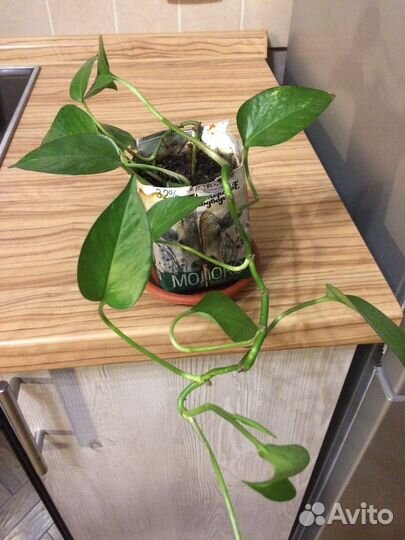 Цветы Сциндапсус