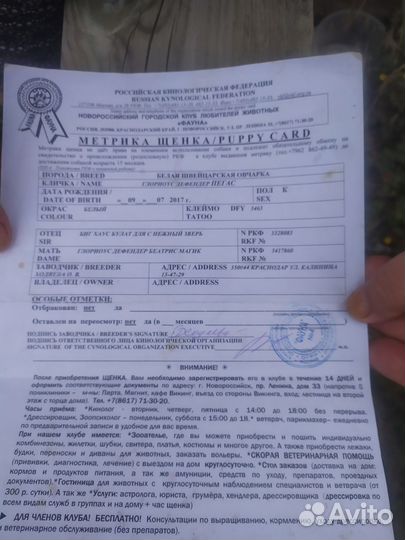 Продаються щенки бшо