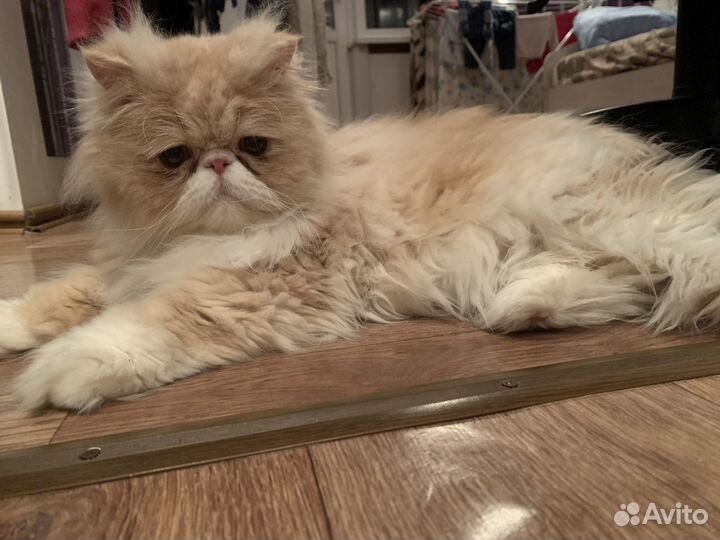 Персидский кот