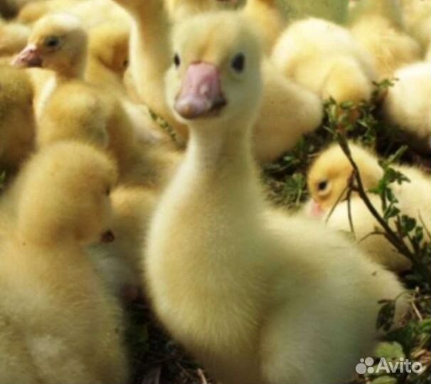 Гусята домашние