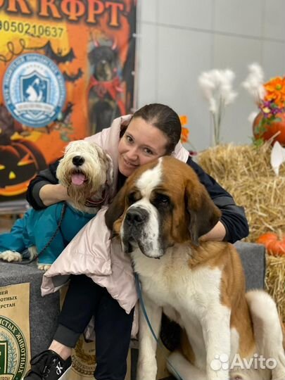 Кинолог зоопсихолог инструктор по дрессировке