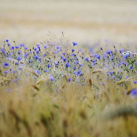 Участок 8 сот. (ИЖС)