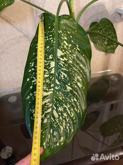 Диффенбахия