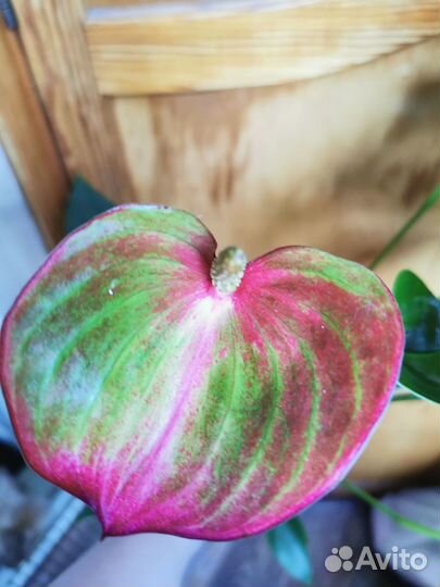 Антуриум Ливиум