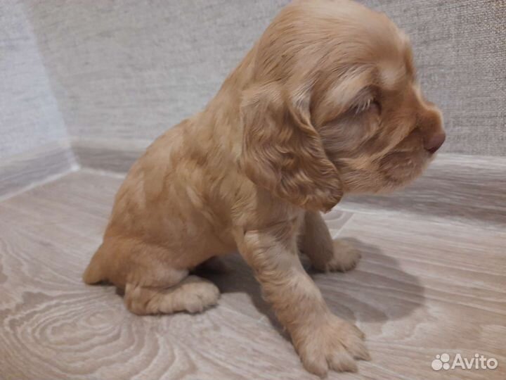 Английский кокер спаниель Мальчик щенок