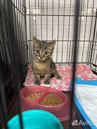 Котята в добрые руки бесплатно