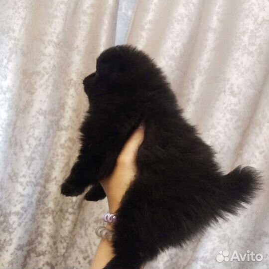 Продаются забавные щенки шпица