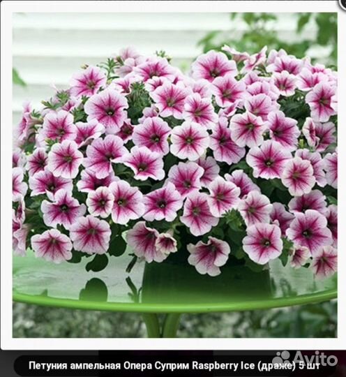 Рассада петунии Тайдал, Опера и петхоа