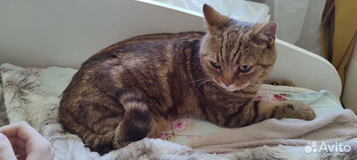 Отдам кота в добрые руки