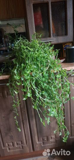 Традесканция