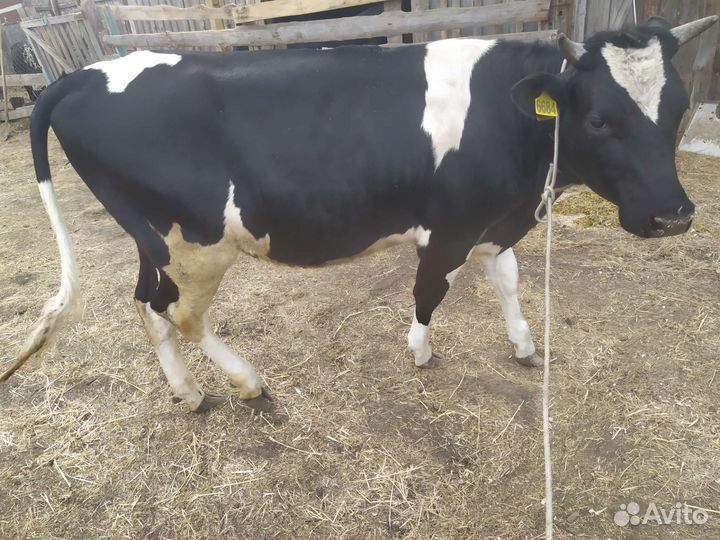 Тёлка голштинской породы,овцы и баран