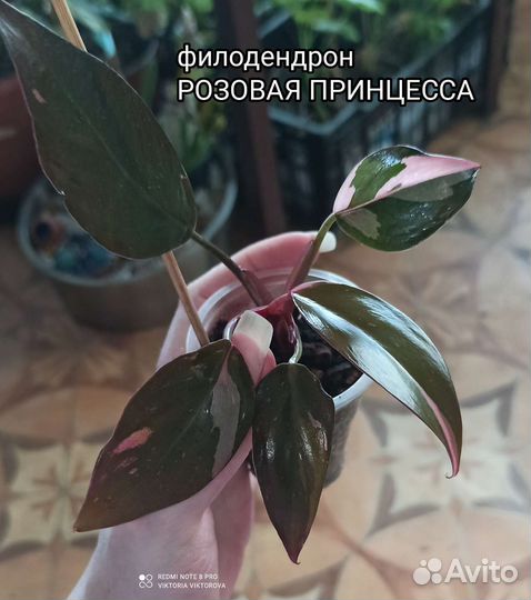 Фил Розовая и Белая принцессы вар