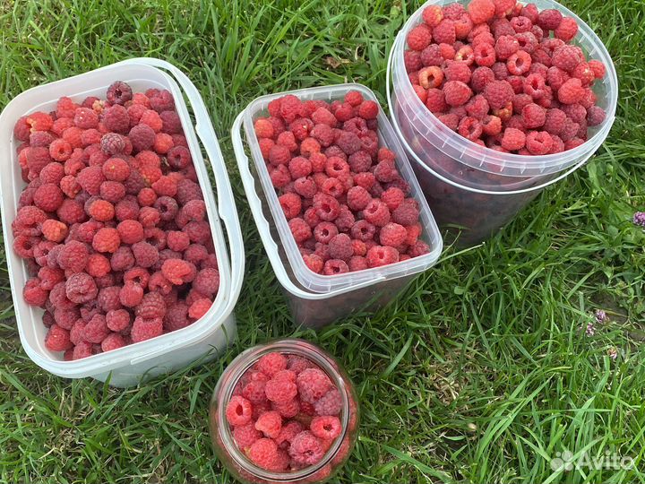 Ягоды малины свежая