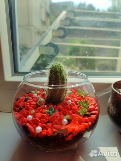 Флорариум с кактусами и суккулентами