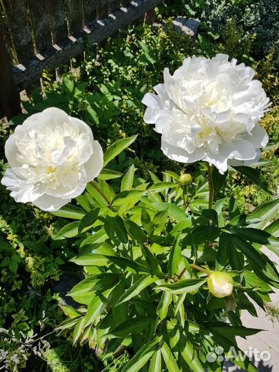 Пионы саженцы