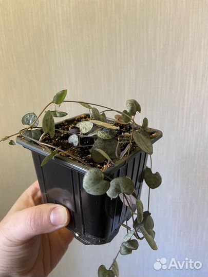 Церопегия вуда