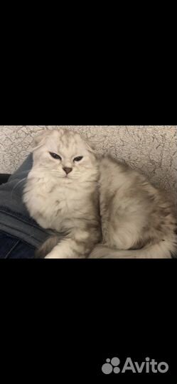 Продаю котов