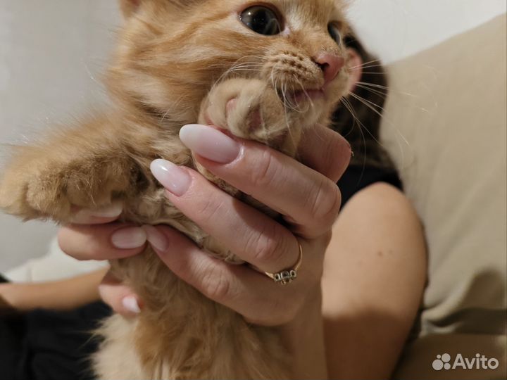 Продам рыжего кота
