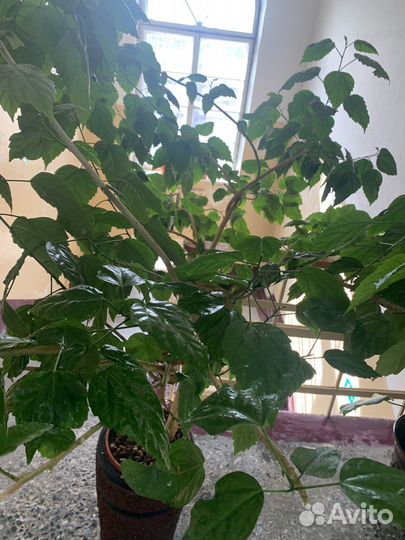 Роза китайская или гибискус (дерево)