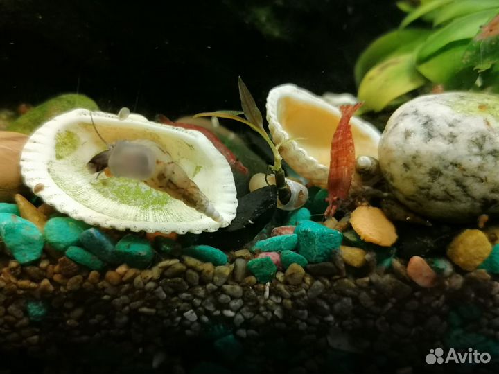 Улитка донная Мелания, креветки аквариумные