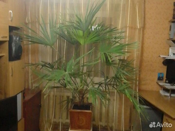 Пальма веерная Ливистона